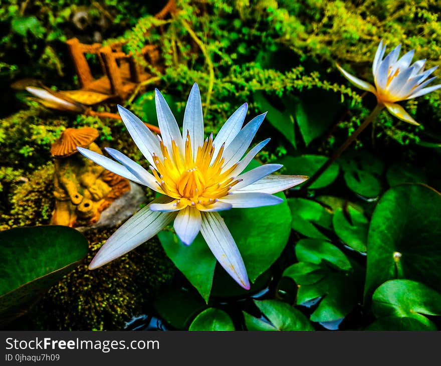 White and Yellow Flowers