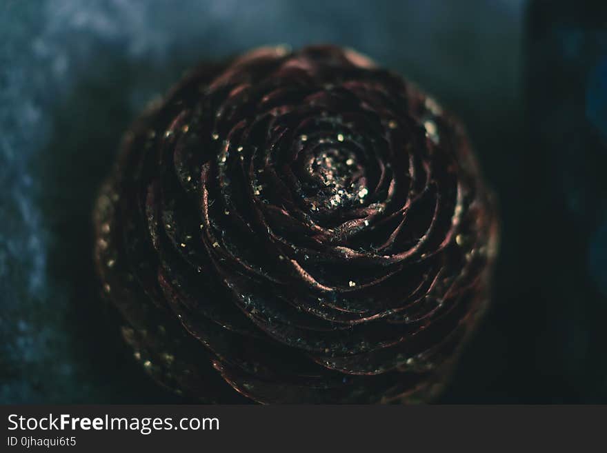 Shallow Focus Photography of Pine Cone