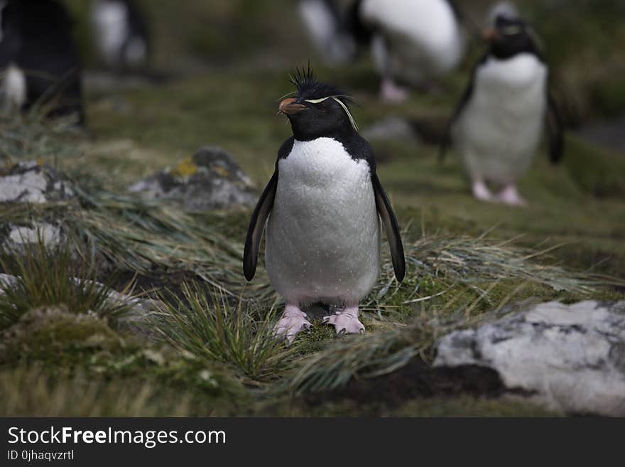 Black And White Penguin