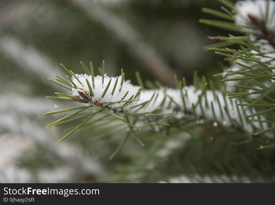 Shallow Focus Photo of a Bug on Snowy Leaf