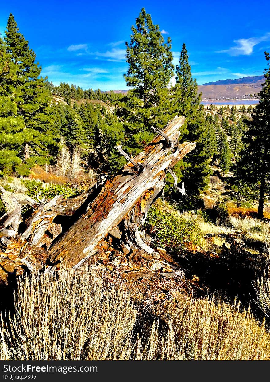 Brown Tree Log Near Pine Tree