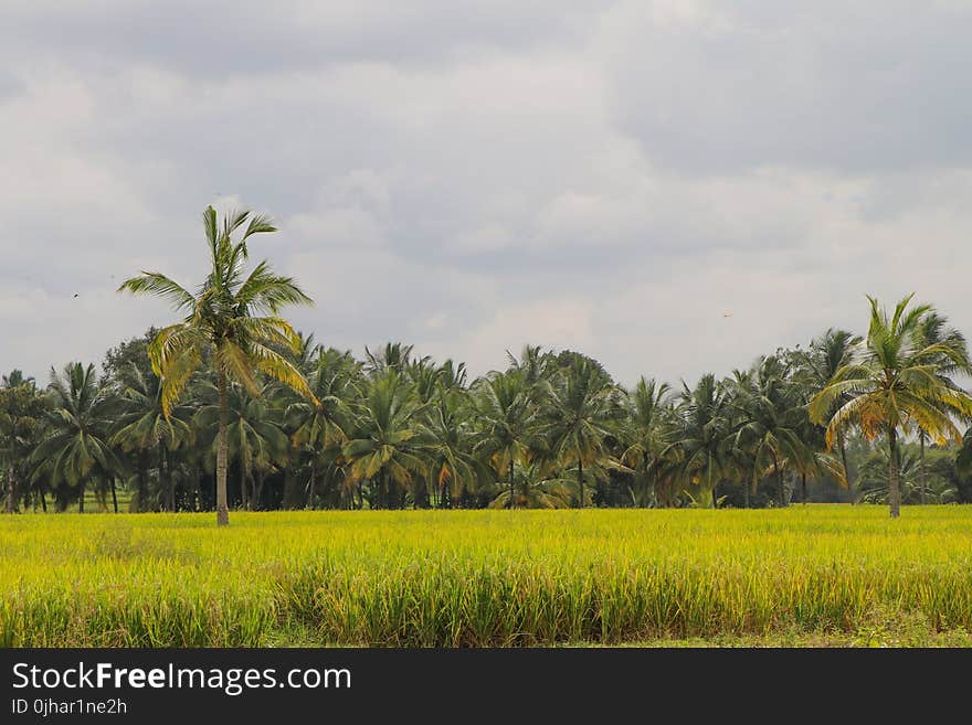 Green Rice Field Photo