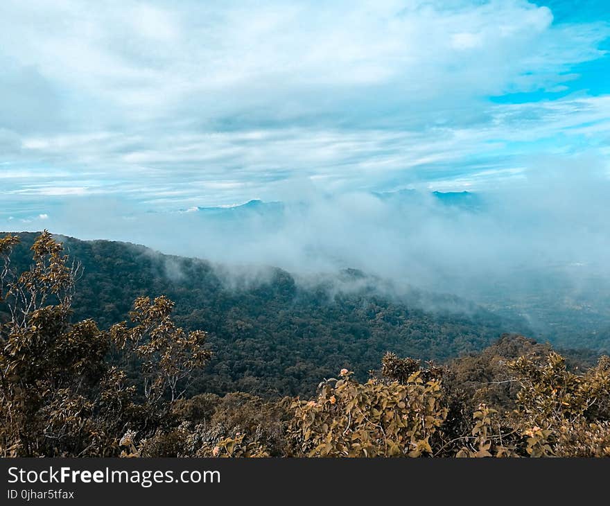 Arial Photography of Forest