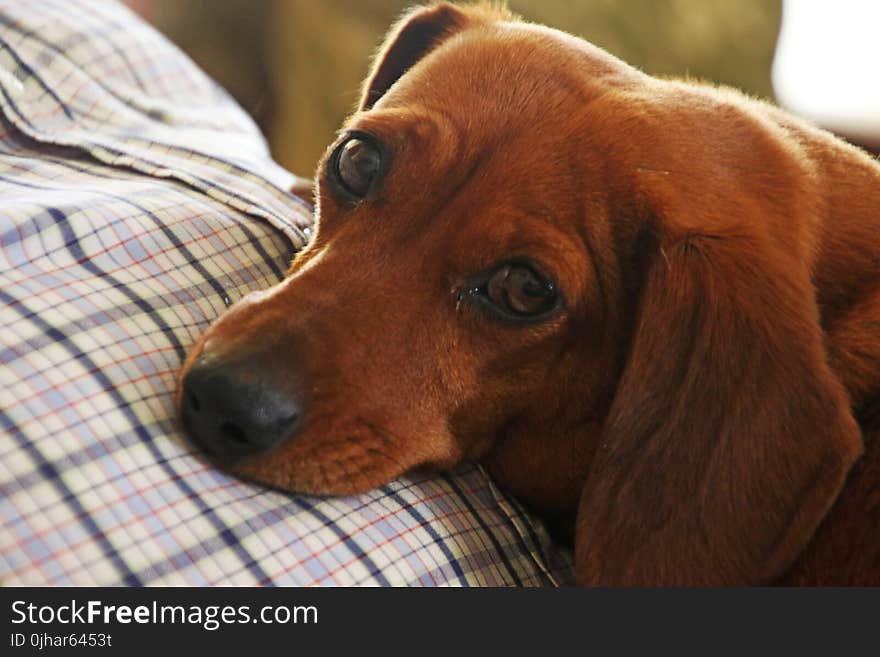 Red Dachshund on Focus Photo