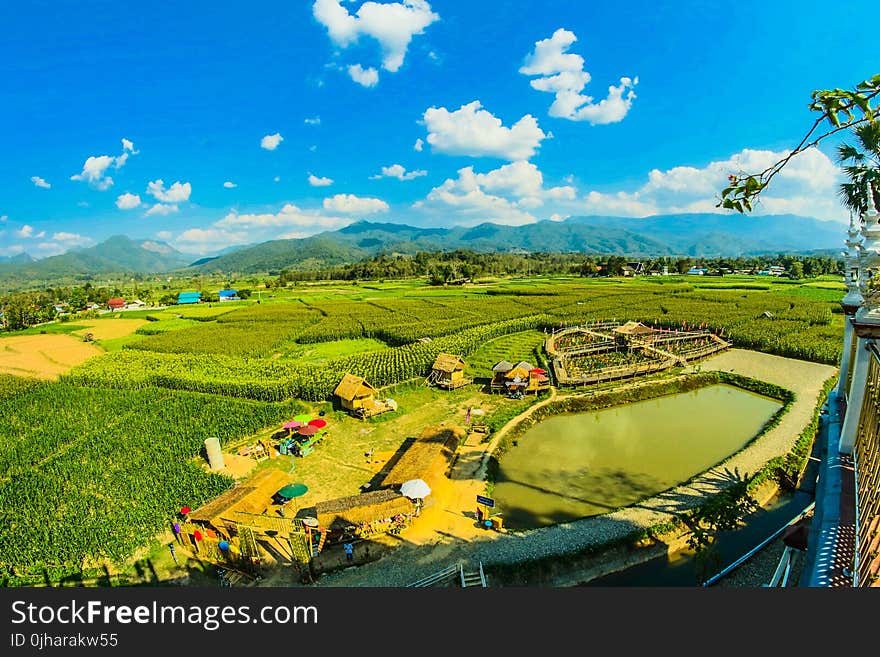 Green Rice Fields