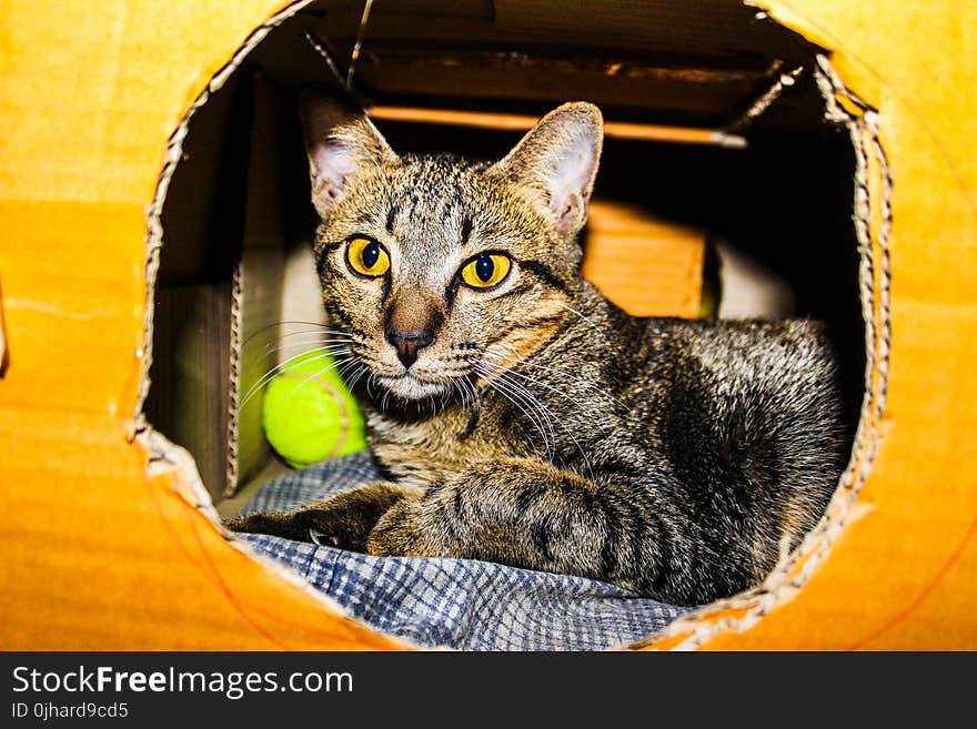 Silver Tabby Cat Inside a Brown Cardboard Box