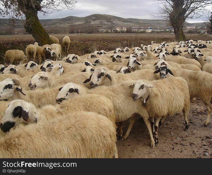 Herd of Sheep