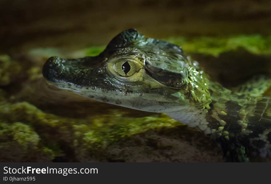 Close-up Photography of Baby Alligator