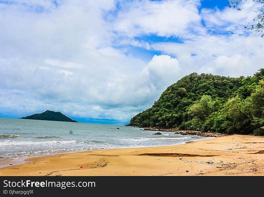 Green Leaf Trees Beside Body of Water