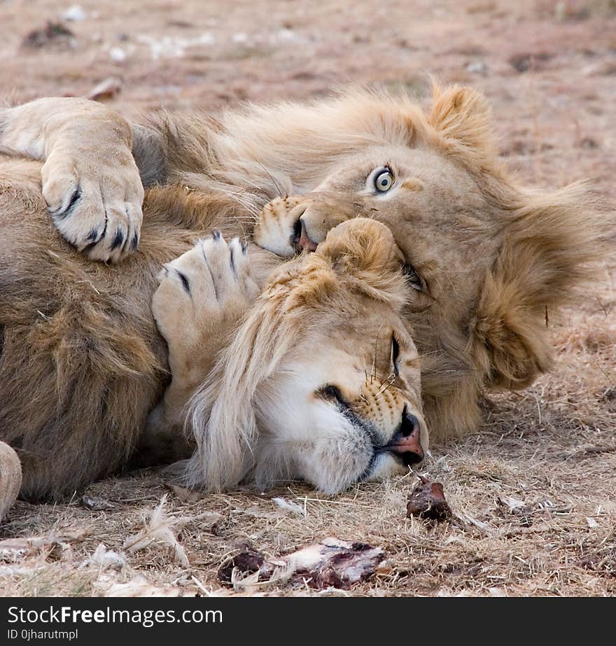 Two Brown Lions Lying on Grass