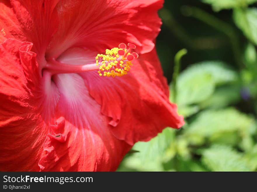 Red Hibiscus Selective Photography