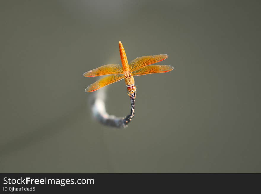 Brown Skimmer Perched on Gray Leaf