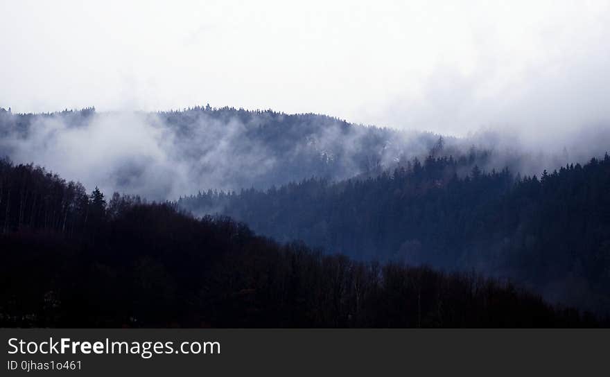 Green Leaf Trees Under White Clouds