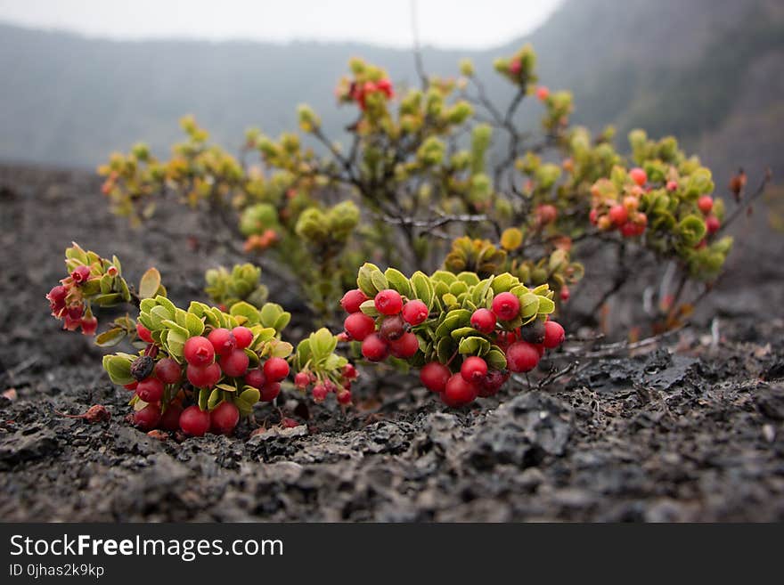 Round Red Fruits on Grass