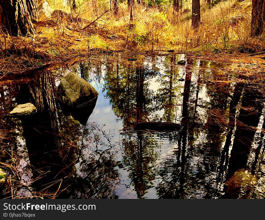 Body of Water in Forest