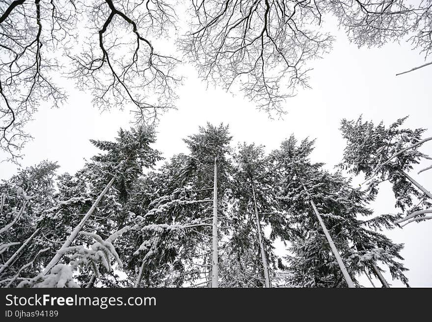 Grayscale Photo of Pine Trees