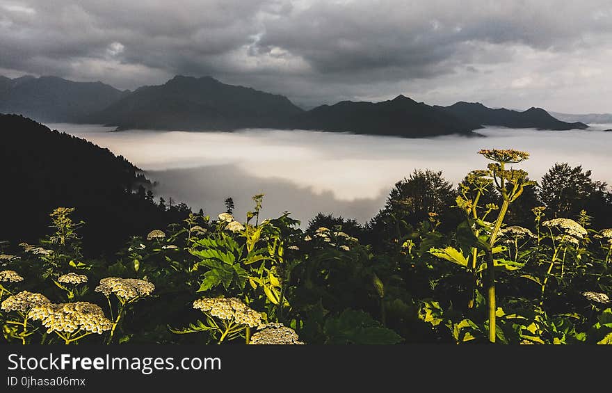 Photography of Green Leaf Plants With Mountain As Background