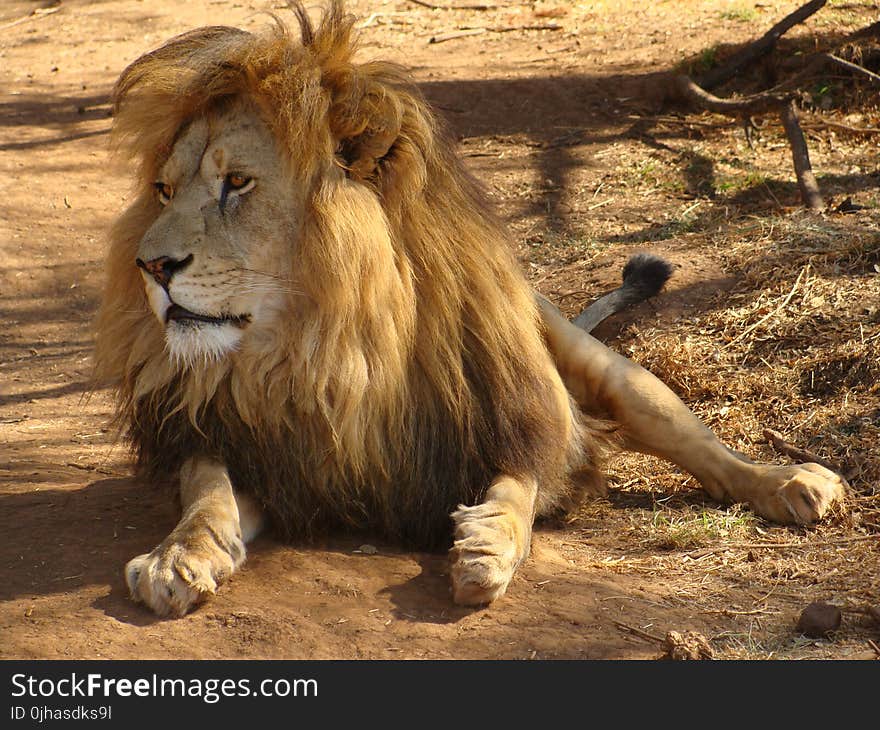 Brown Lion