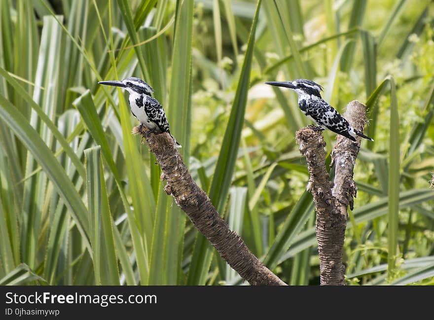 Two Black-and-white Bird