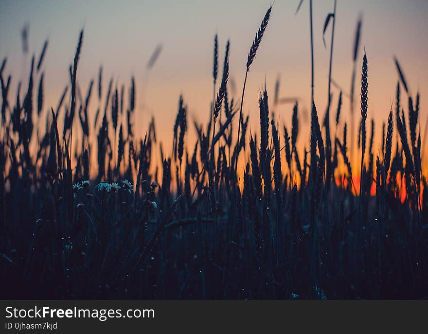 Close-up Photography of Grass