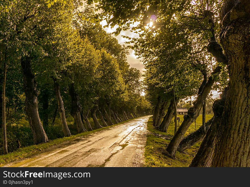 Road in Between Trees