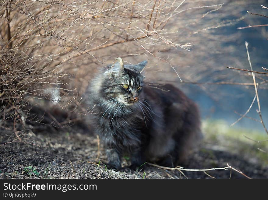 Photo of Cat Beside Leafless Plant