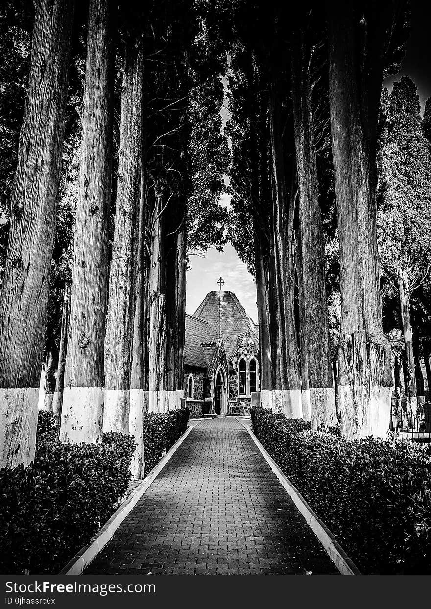 Pathway Through Cathedral Surrounded by Trees in Grayscale Photography