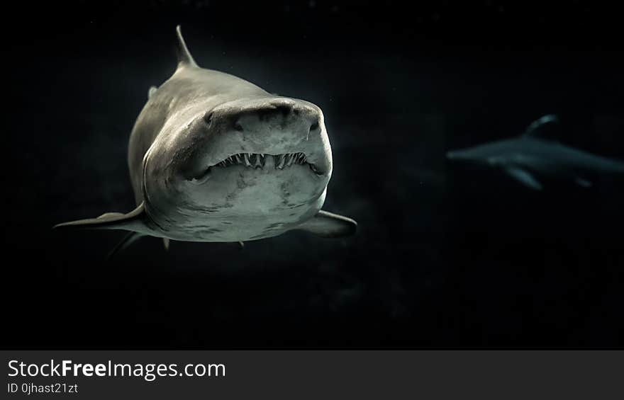 Selective Photo of Gray Shark