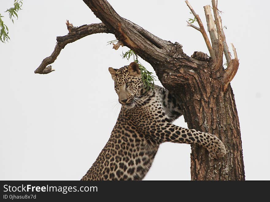 Leopard Leaning on Tree