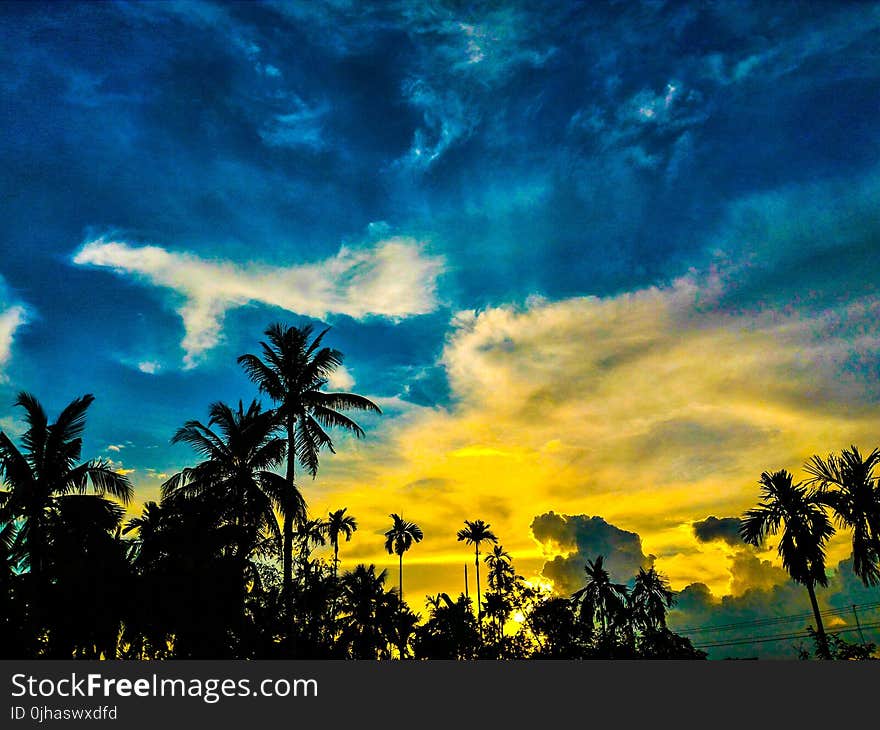 Silhouette of Palm Trees Under Blue and Yellow Sky