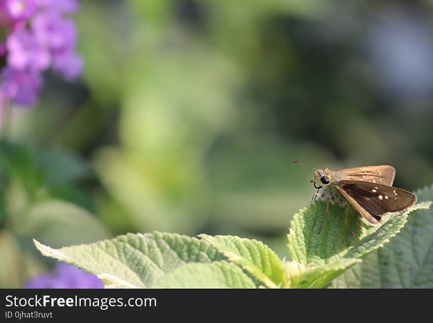 Brown Skipper Moth Perched on Green Leaf