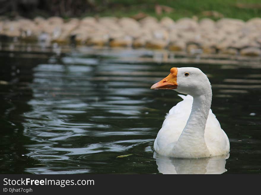 Goose on Body of Water