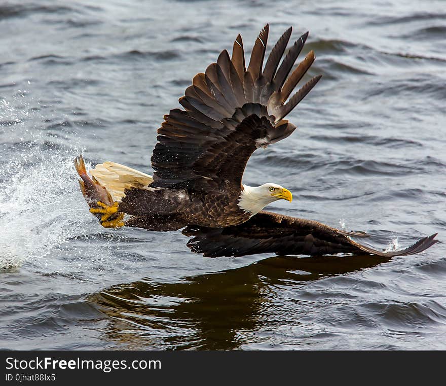 Bald Eagle over the Body of Water