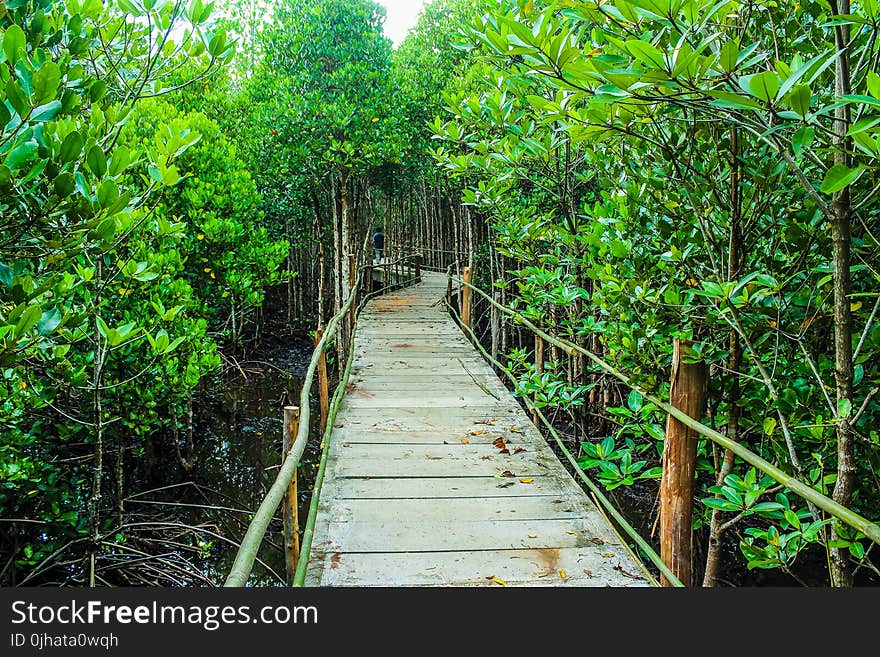 Brown Wooden Bridge Beside Green Leafy Trees