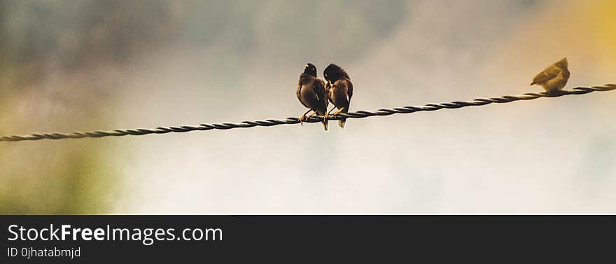 Several Birds Perching on Cable