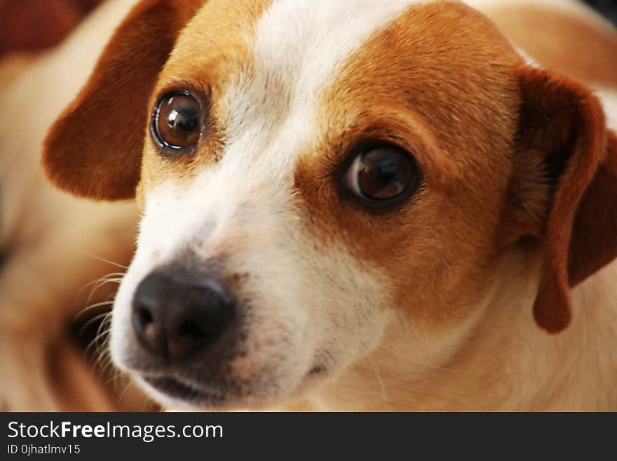 Close Up Photo of Short-coated Brown and White Dog