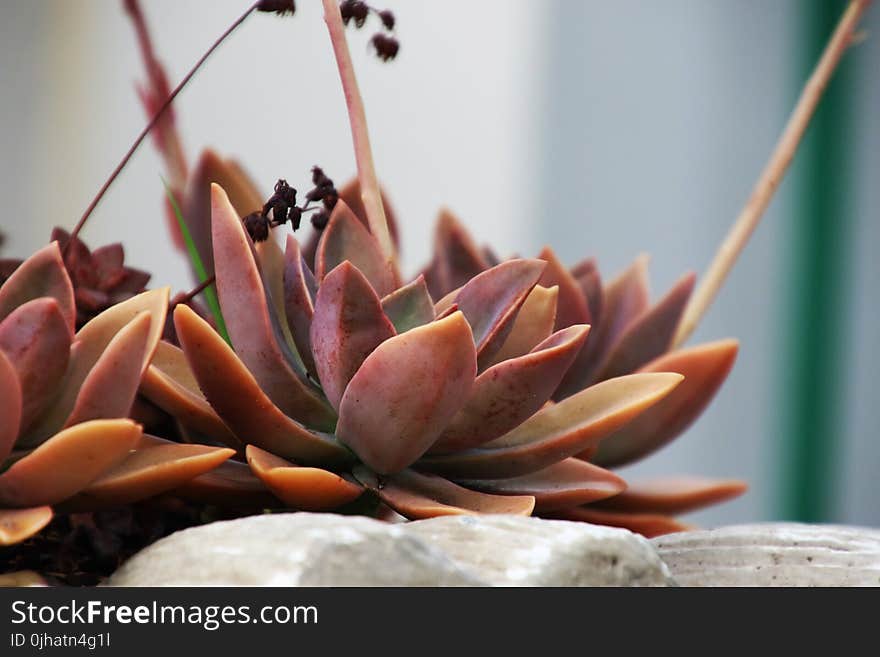 Red Succulents