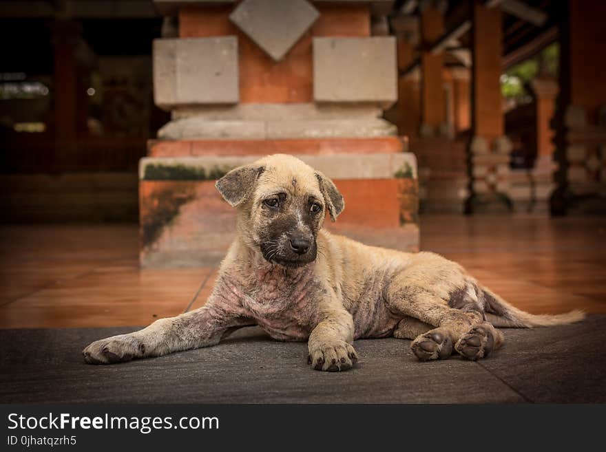 Short-coated Brindle Puppy Lying on Floor