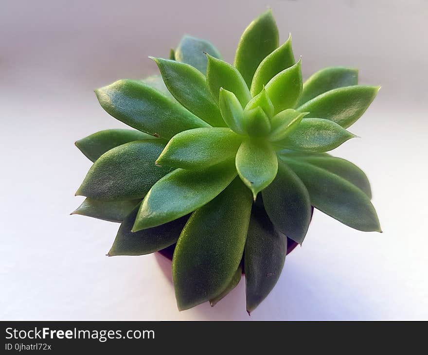 Green Succulent With Brown Pot