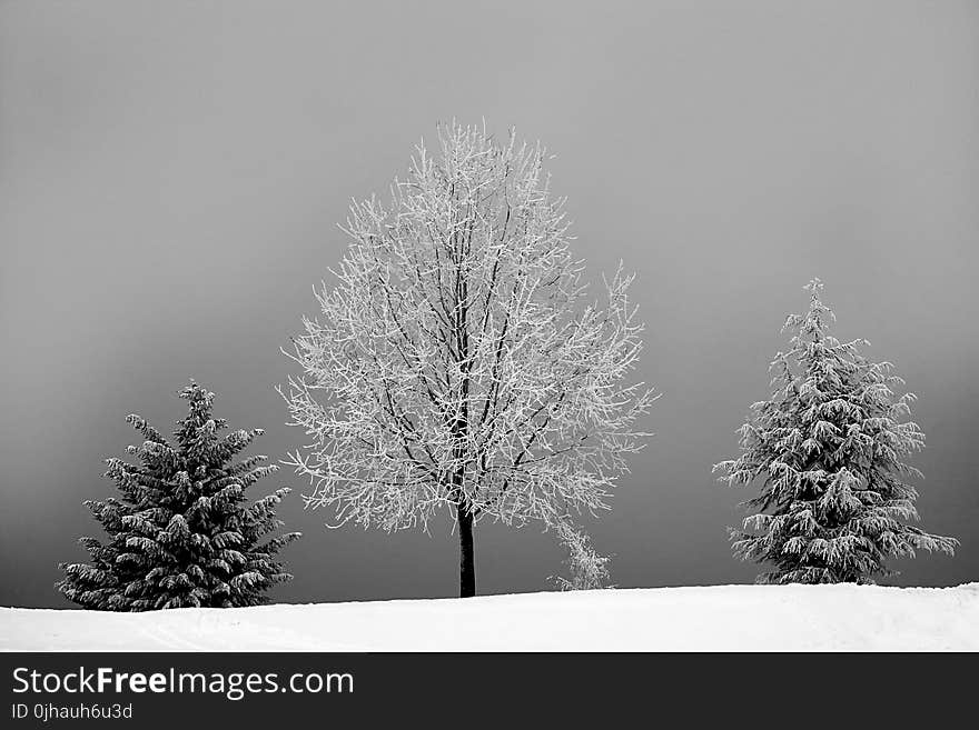 Grayscale Photo of Bareless Tree Between Tree With Snow