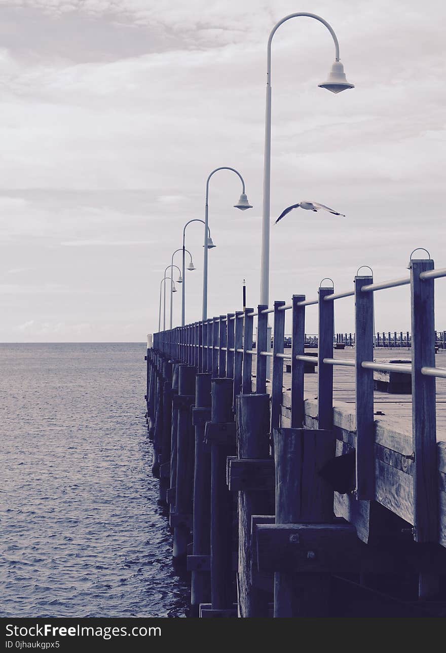 Image of Docking Pier With White Seagull Flying