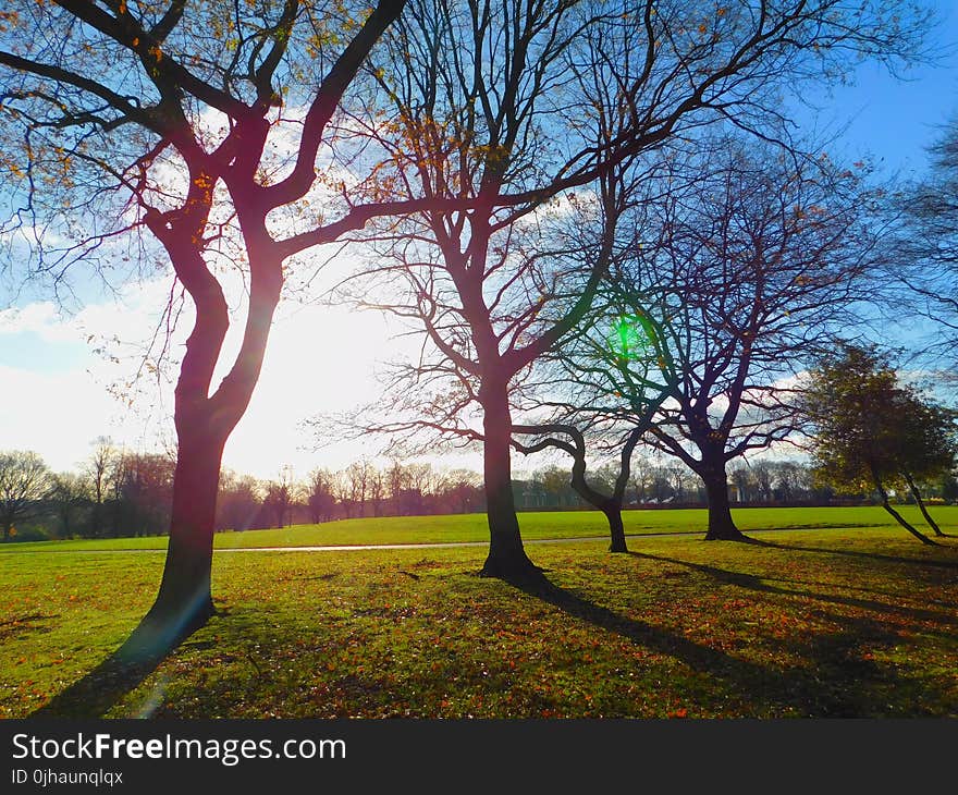 Bare Trees