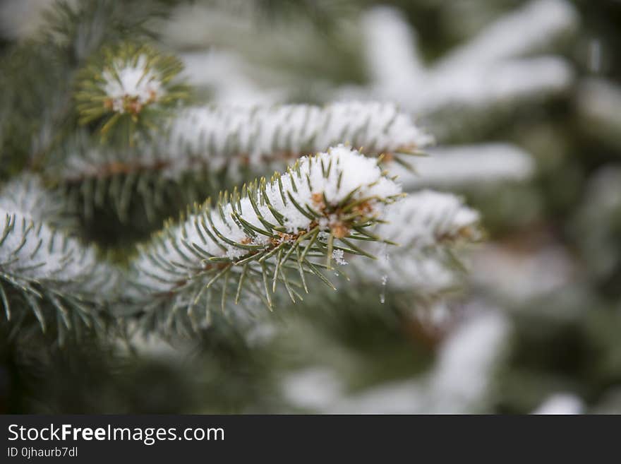 Selective Focus Photographed of Green Leaf Plant With Snows