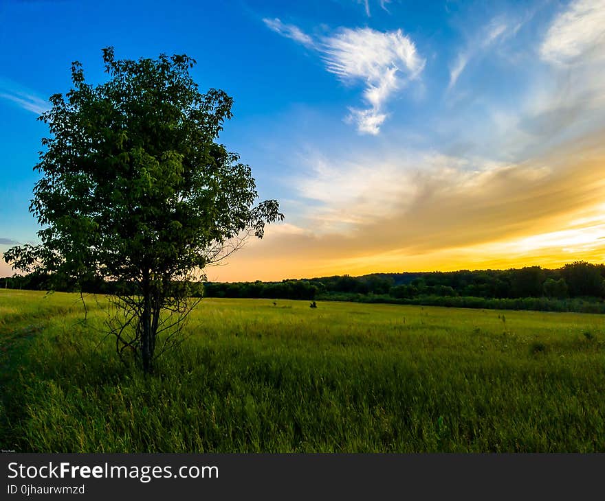 Green Tree Under Blue and White Sky