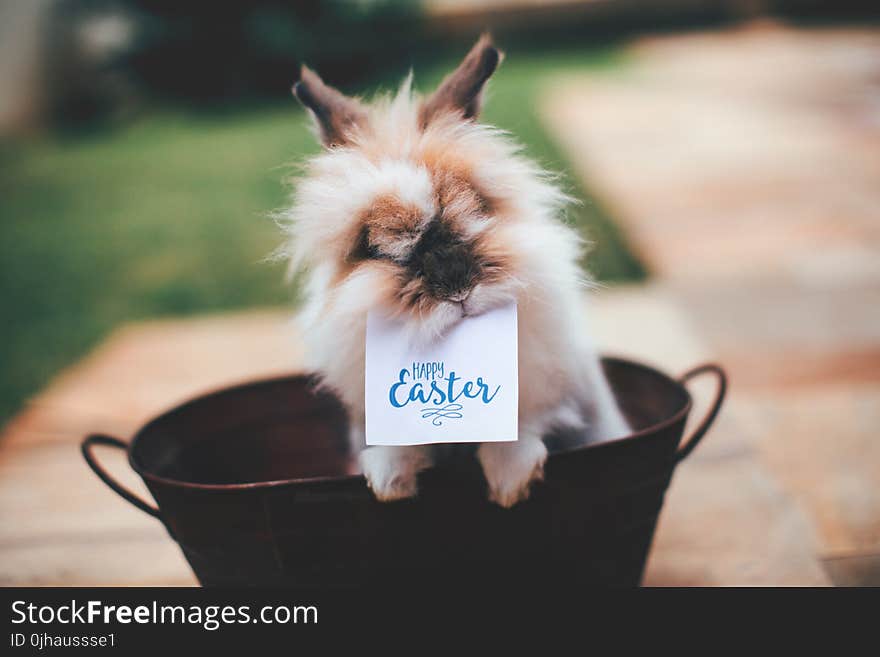 Hare on Basket With Happy Easter Card on Mouth