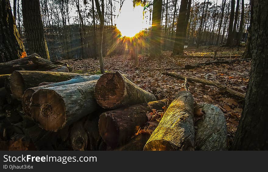 Pile of Tree Trunks on Top of Dried Leaves