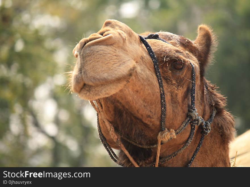 Brown Camel Photography