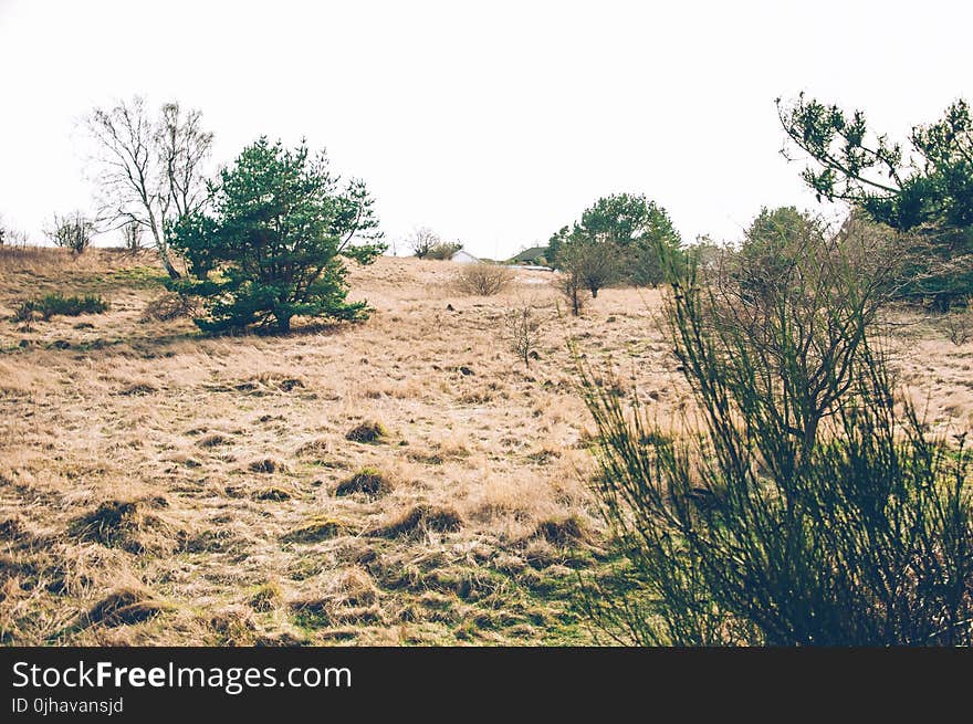 Bushes in Desert Under Clear Sky