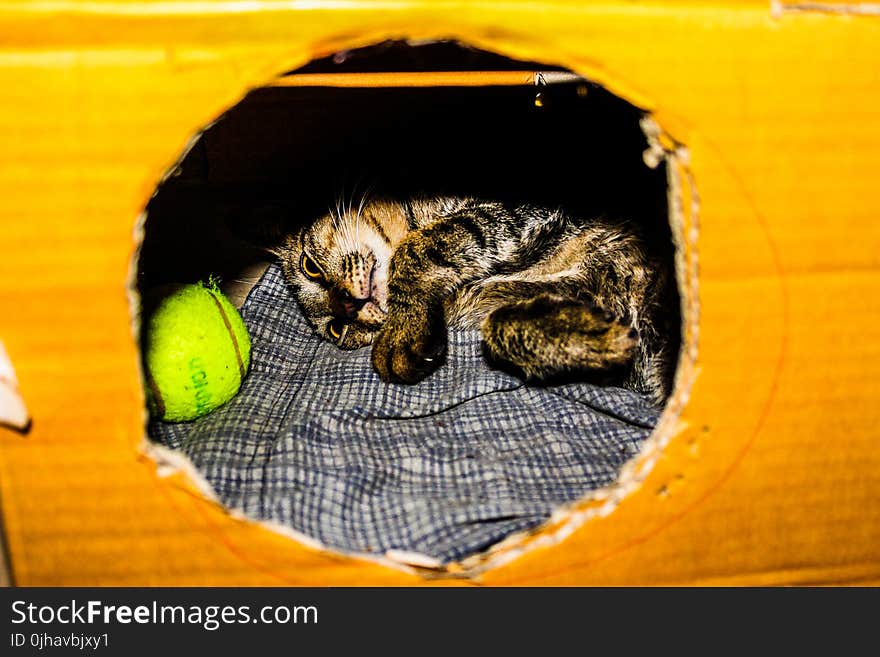 Gray and Brown Kitten in Cardboard Box