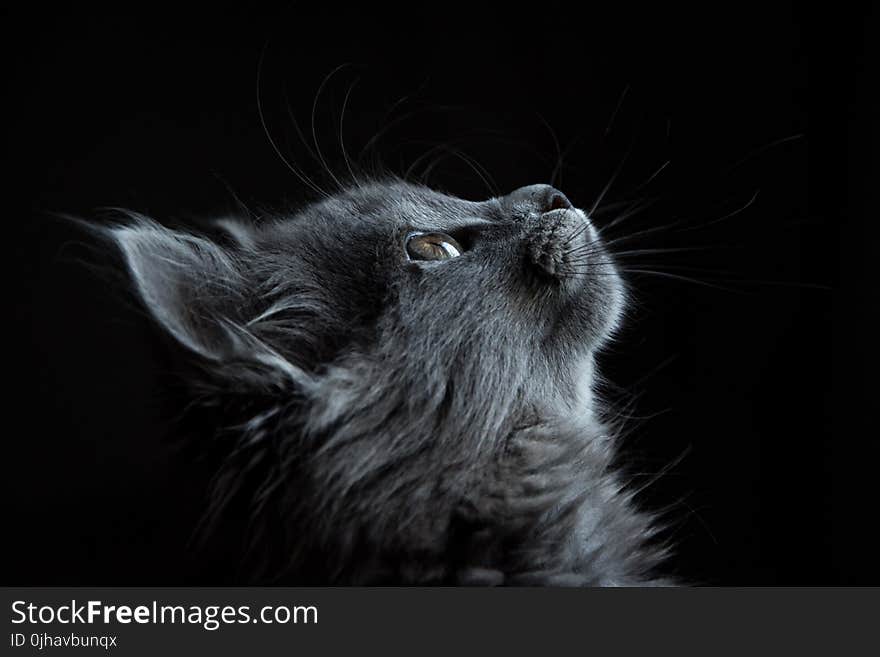 Photo of Gray Cat Looking Up Against Black Background